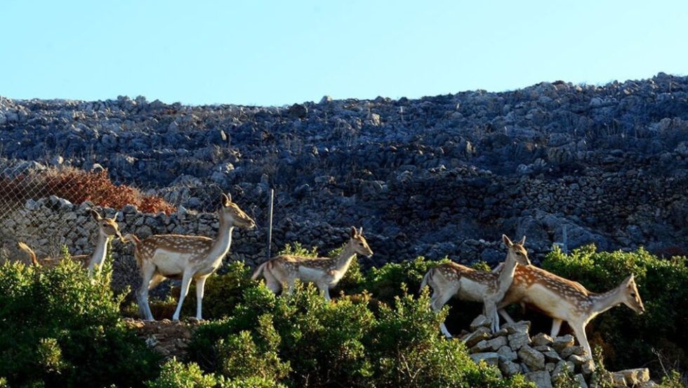 Ελάφια στο καταφύγιο του Σταμάτη Μαγουλά στον Μυλοπόταμο Κυθήρων